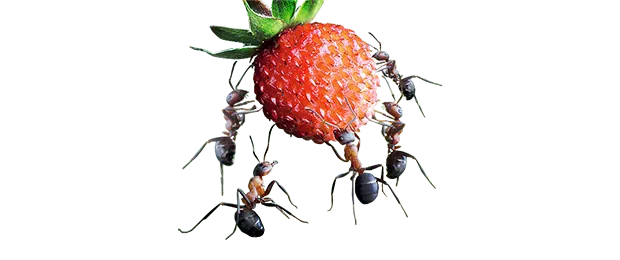 Asset Management Companies