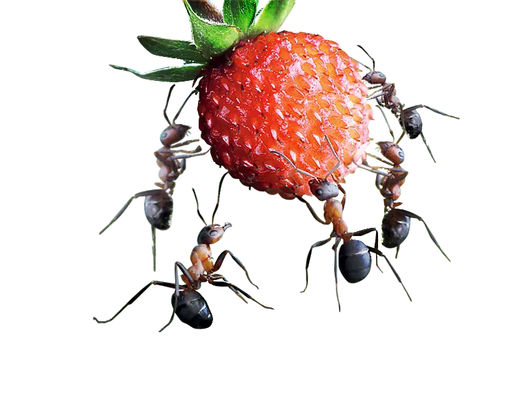 Together we are stronger